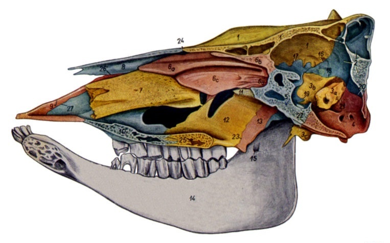 1— лобная кость; 2— теменная кость; 3— височная кость (3а скалистая часть, 3b чешуя, 3с барабанная часть); 4— затылочная кость; 5— клиновидная кость; 6— решетчатая кость (6а дорсальная раковина, 6b перпендикулярная пластинка, 6с средняя раковина, 6d лабиринт решетчатой кости); 7— вентральная раковина; 8— носовая кость; 9— межчелюстная кость; 10— верхняя челюсть; 11— сошник; 12— небная кость; 13— крыловидная кость; 14— нижняя челюсть; 15— нижнечелюстное отверстие; 16— лобнотеменной шов; 17— лобноклиновидный шов; 18— височнотеменной шов; 19— височноклиновидный шов; 20— затылочнотеменной шов; 21— затылочнососцевидный шов; 22— затылочноклиновидное сращение; 23— крылонебный шов; 24— лобноносовой шов; 25— поперечнонебный шов; 26— резцовоносовой шов; 27— резцовочелюстной шов.