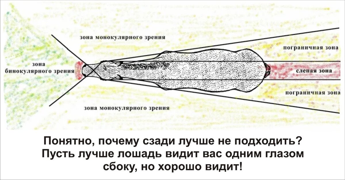 Видимая зона. Монокулярное зрение схема. Слепые зоны лошади. Слепая зона у лошади. Как видят лошади.