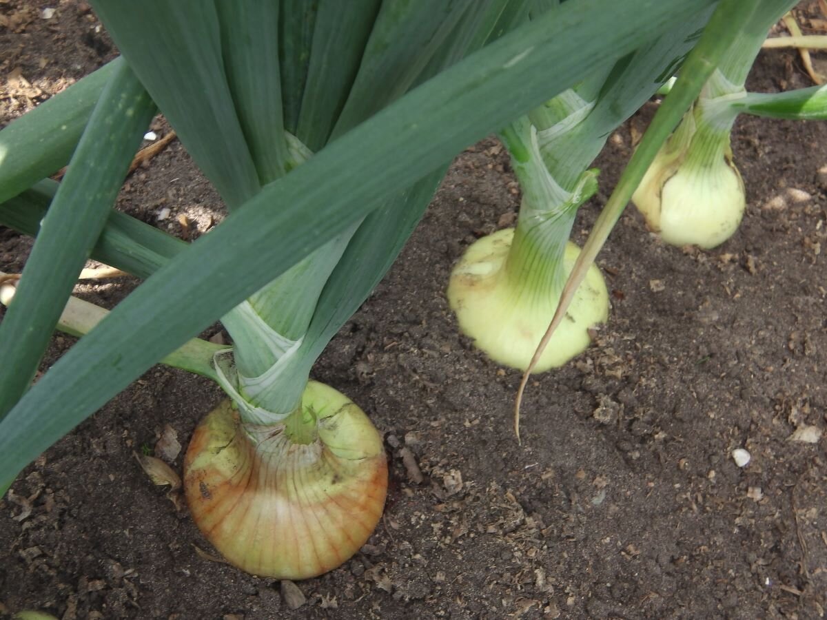Лук в середине июля. Фото автора