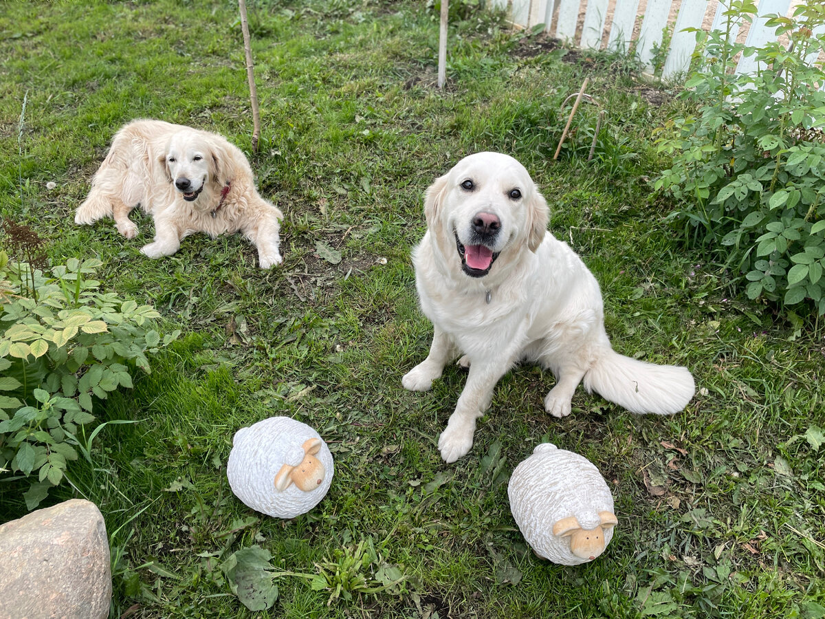 Золотистые ретриверы - Мишель и Мегги