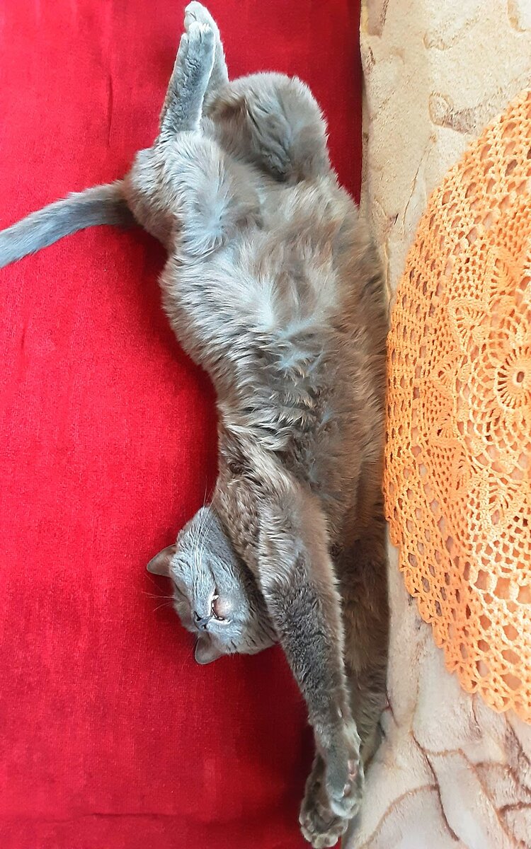 Излюбленная поза