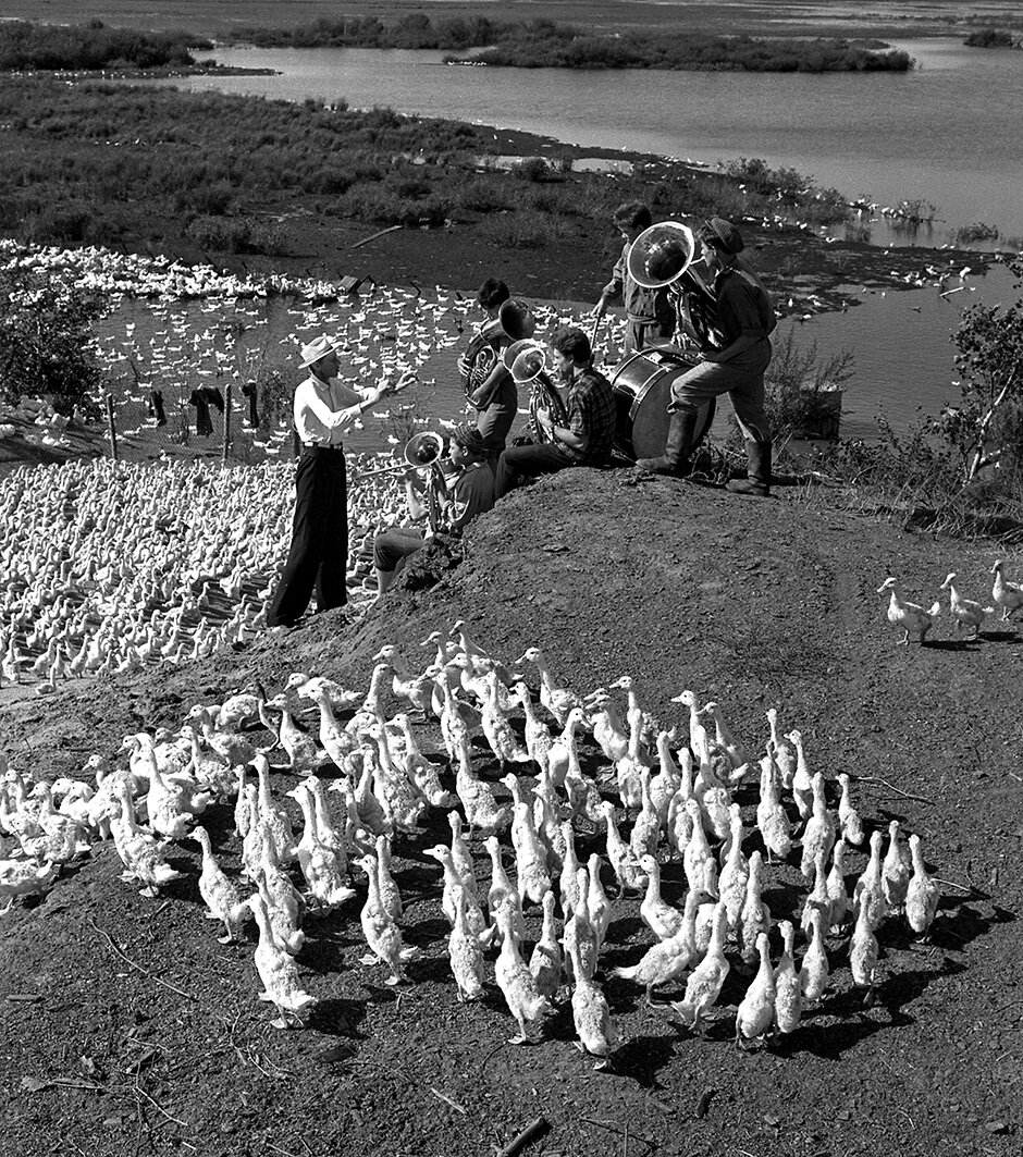 Утиный вальс.Фото Эдгара Брюханенко