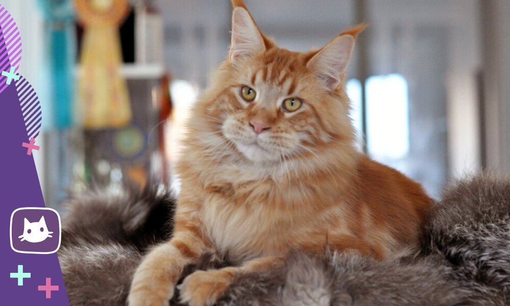 😻Мейн-кун: особенности поведения и характера. Кому подходят кошки этой ...