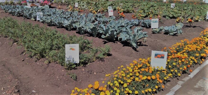 Зарисовка нашего участка