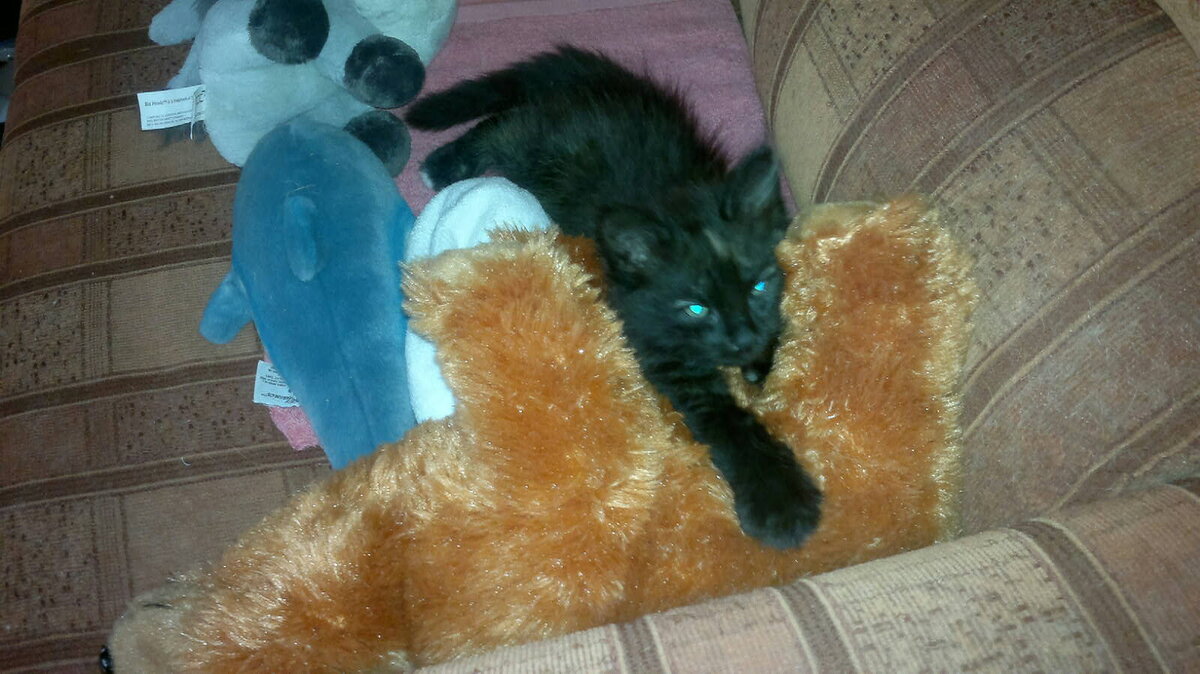 как сладок сон на диване в игрушках