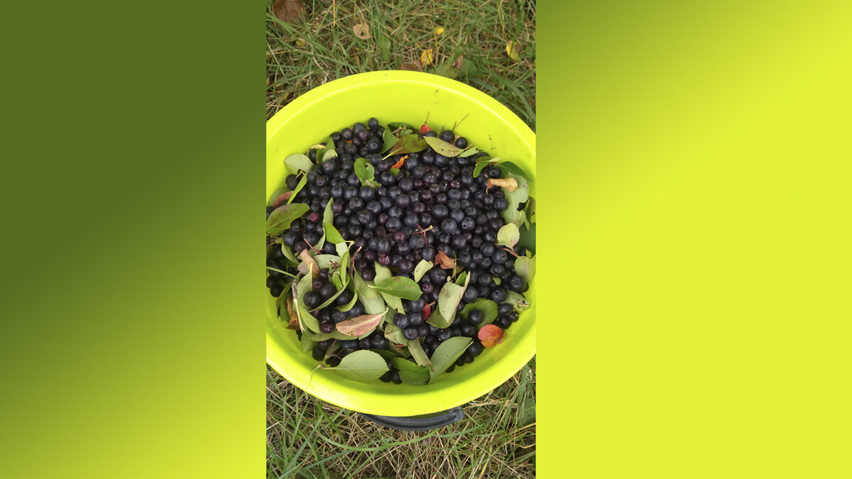 Урожай 2020 года