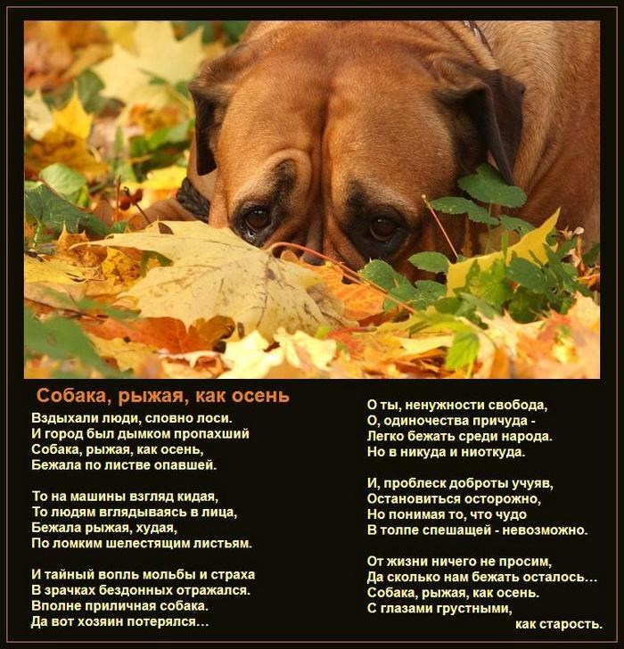 Фото из открытых источников интернета (автор стиха Ольга Григорьева)