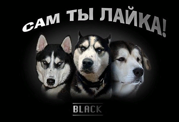 фото из открытого источника