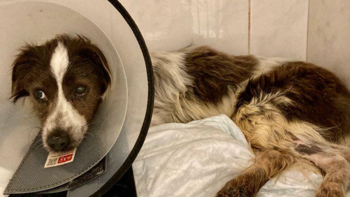 Раненые бродячие собаки. Потеря любимой собаки. Могилы животных. Собака долго умирает. Собака долго умирает.