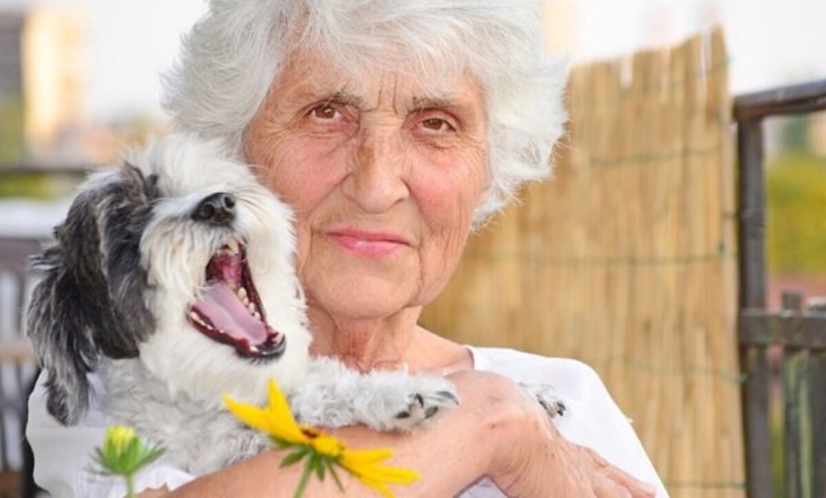 Собачья старость. Старость у животных. Собачья старость. Старость у животных. Старость у животных.