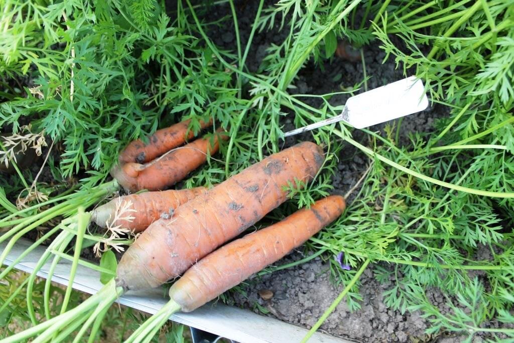 Поливать ли морковь в сентябре сухую погоду. Волосатая морковь. Корявая морковь. Рогатая морковь. Морковь для тяжелых почв.