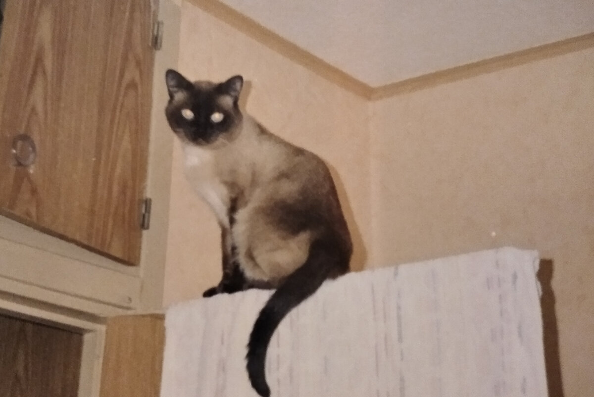 На этом фото уже второй Мур, который появится у нас через год.. Но лазать и прыгать он любил так же, как и его старший брат., 