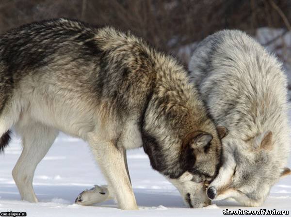 фото из интернета