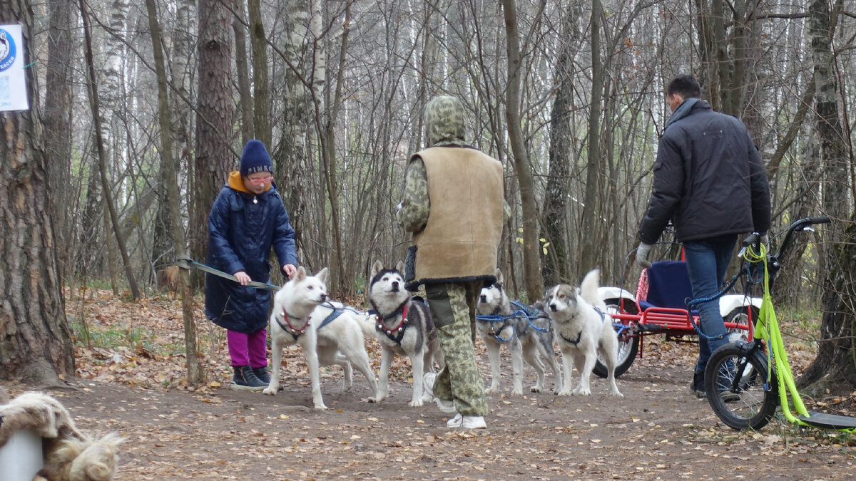 Экопарк «Губайловский» - это по настоящему лесной парк, расположенный в городе Красногорск по улице Лесная с восточной и северной стороны.