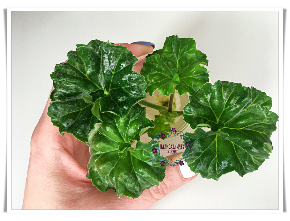 Это фотография дня сегодняшнего, уже корней полно. В день, когда срезала черенок, не было у меня особой уверенности в том, что выкарабкается. Ну и настроения фотографировать, естественно, тоже.