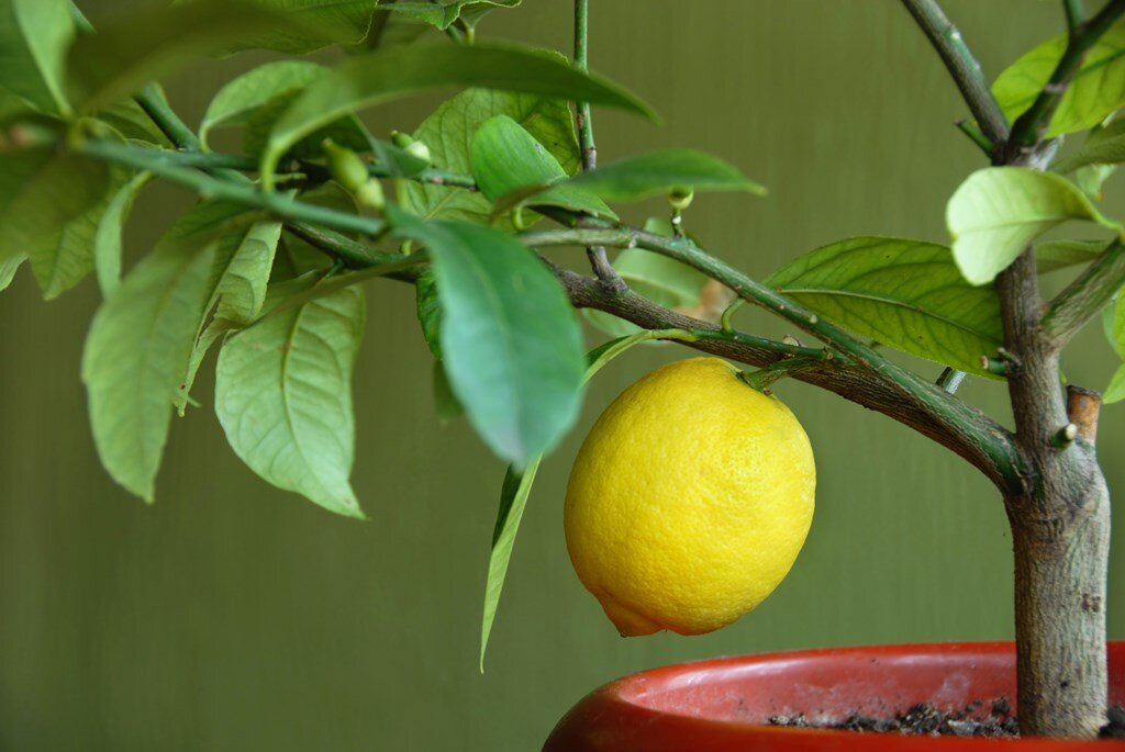 У лимона опадают листья – что делать с растением, как спасти?
