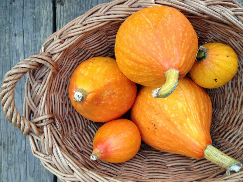 Тыква. Иллюстрация для статьи используется с сайта evrookna-mos.ru