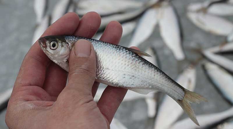 rybolovnye-sekrety.ru