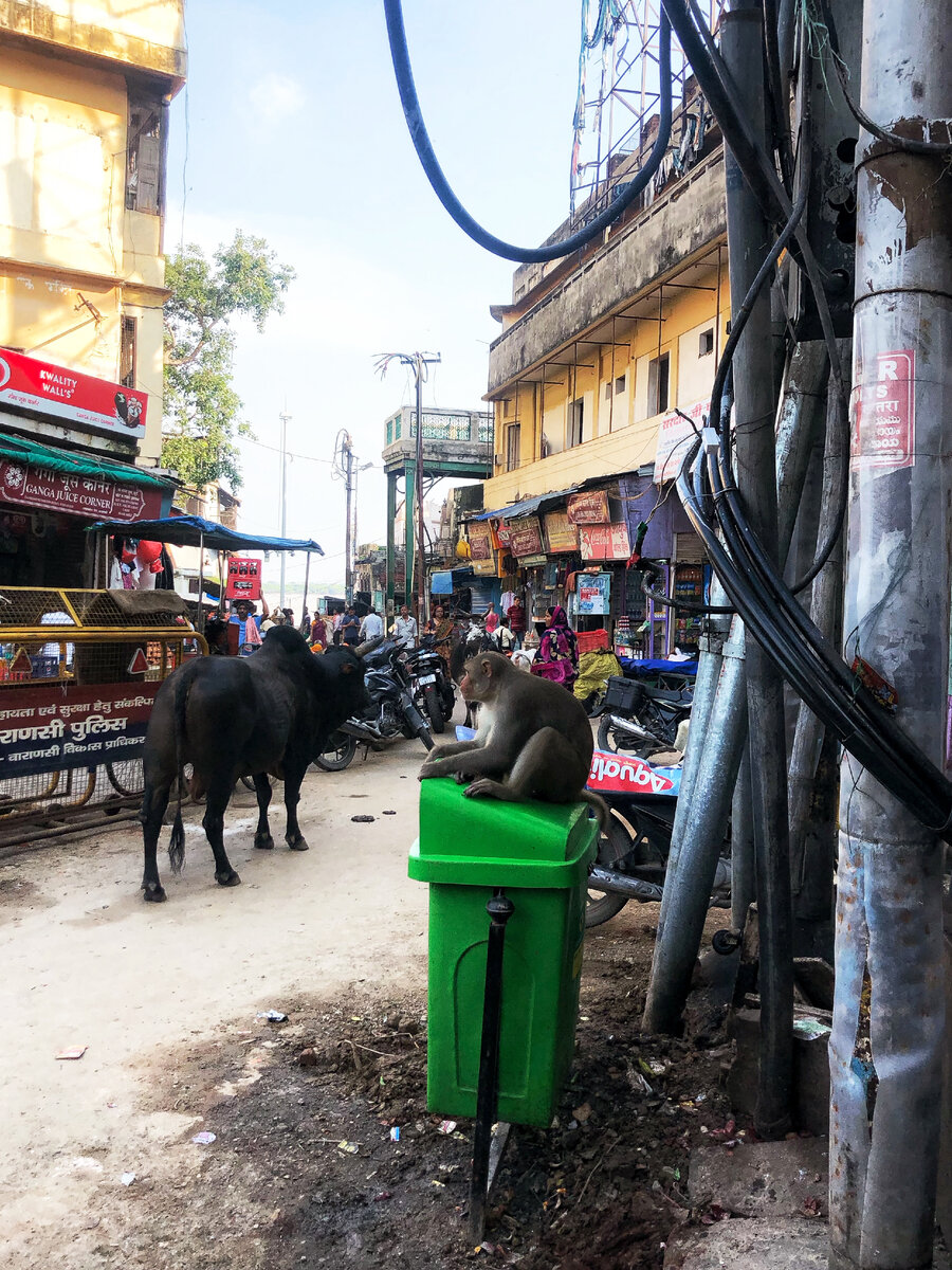 На улицах городах бегают обезьяны и стоят тут и там коровы.