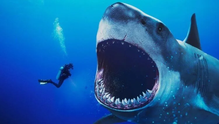 Самые большие акулы в мире (фото, видео)