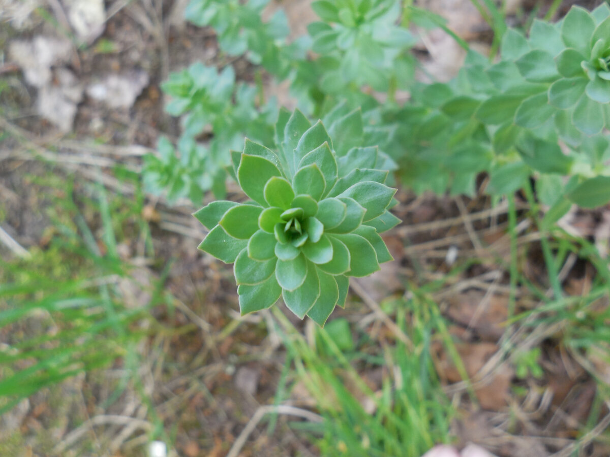 Это наша родиола. Которую выкинули, но... оставили Растёт в полутени. Недавнее фото, время - примерно середина мая