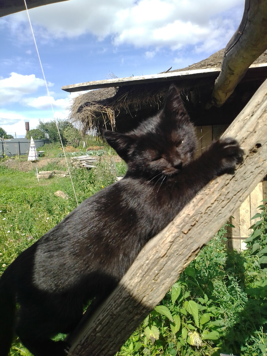 19 августа 2020 г. Косе почти 3.5 месяца