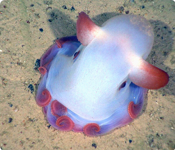 Ушки как у слоненка из мультика