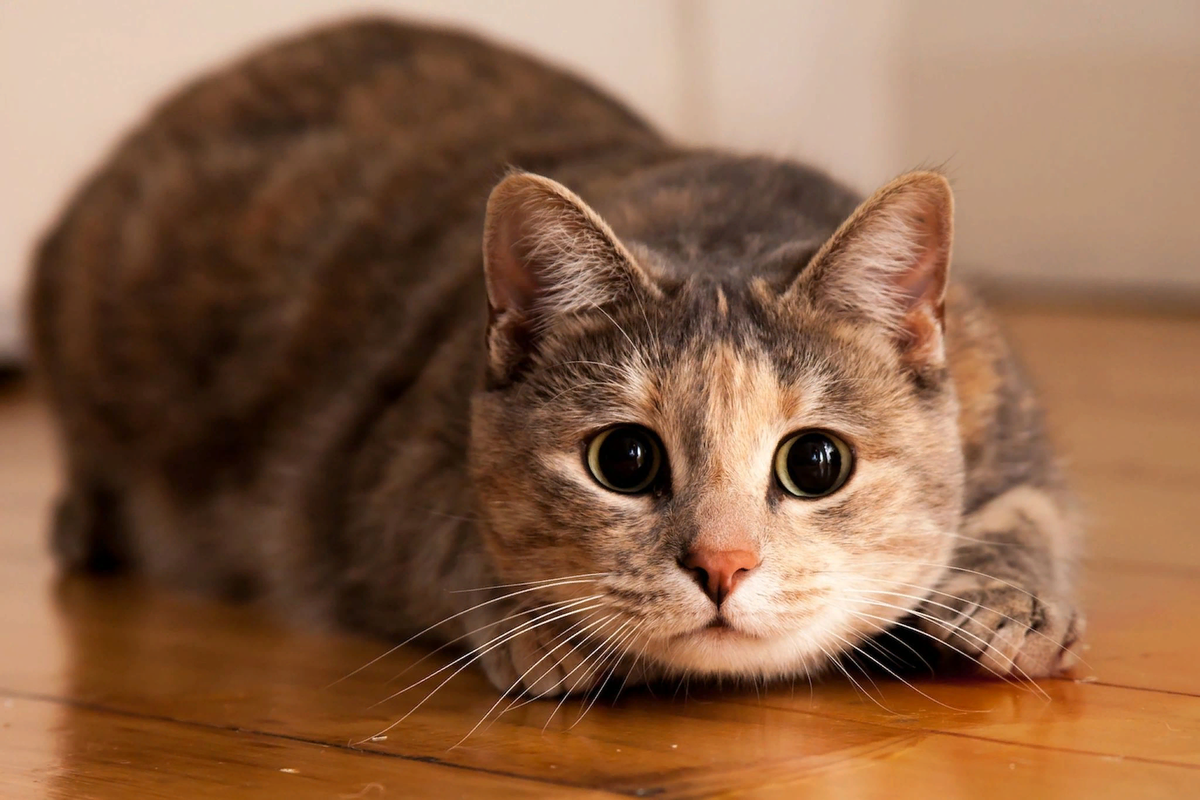 😺Органы чувств кошки: необычные факты | Нос, хвост, лапы | Дзен
