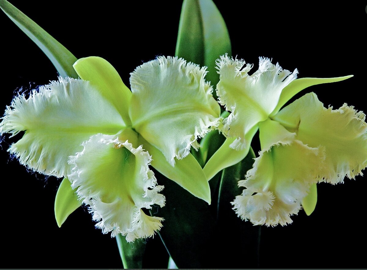 Golf Green «Hair Pig»