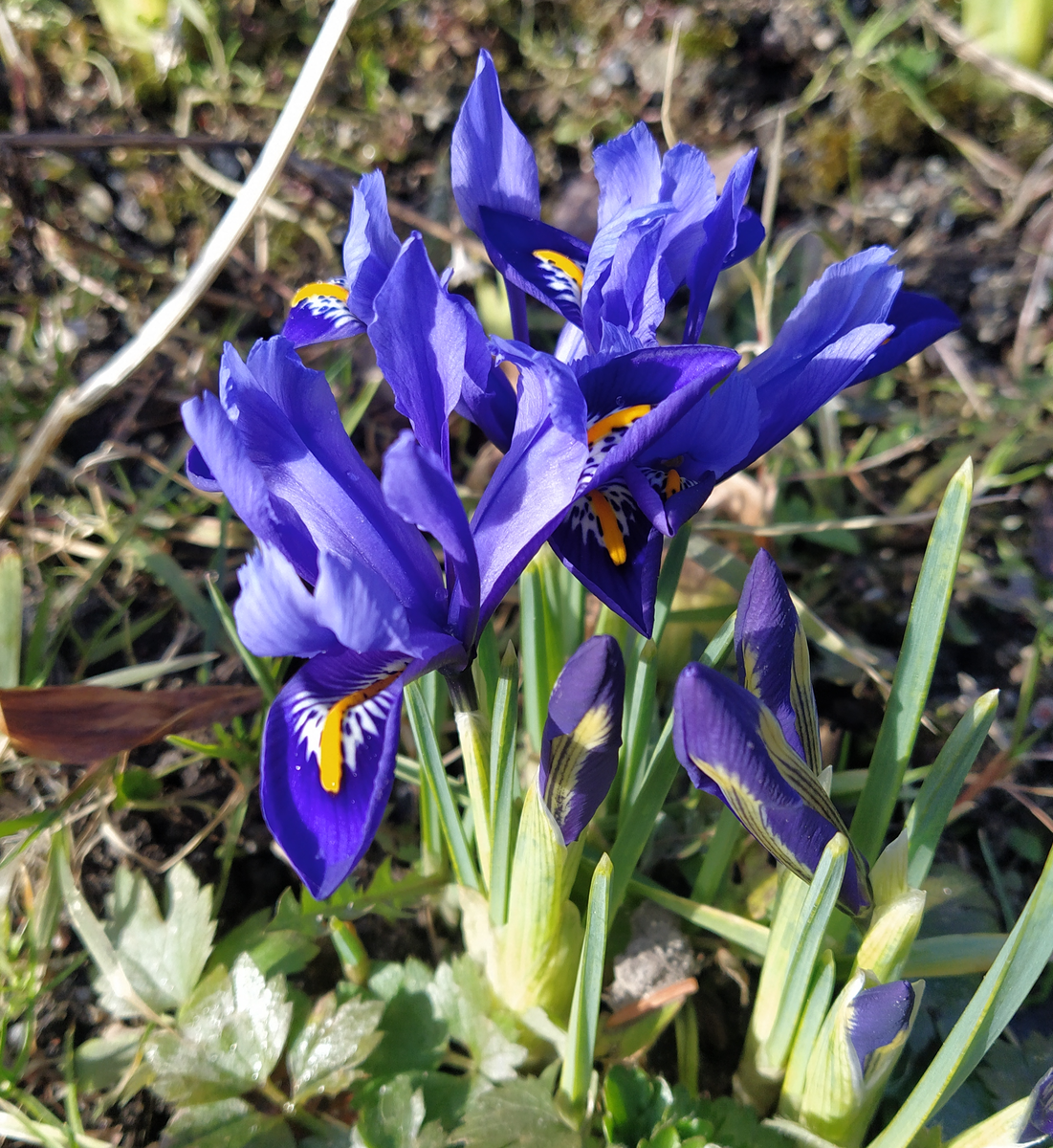 Иридодиктиумы или сетчатые ирисы - самые ранние из всех ирисов