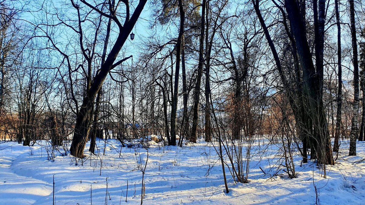 фото моего леса. Балашиха