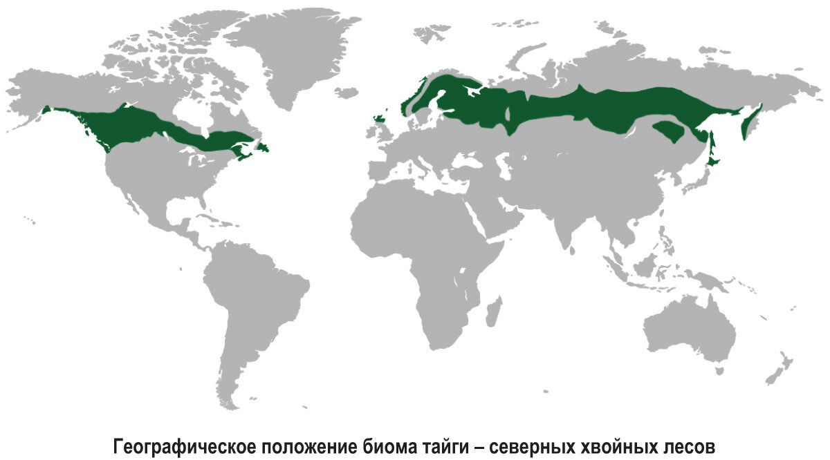 Страны относящиеся к хвойному поясу