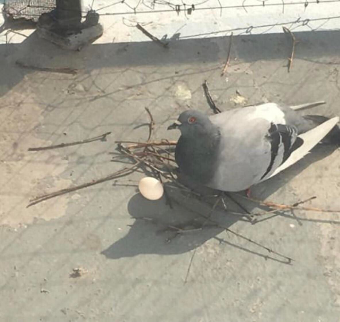 Голубь как домашний питомец 🕊️ | Привет, у меня дома голуби живут) | Дзен