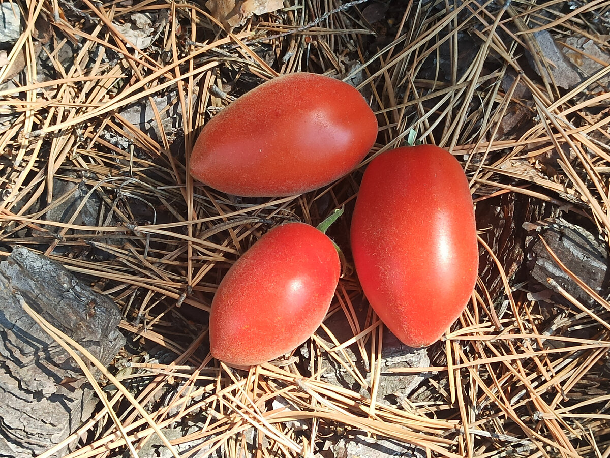 Фото: Алексей Володихин