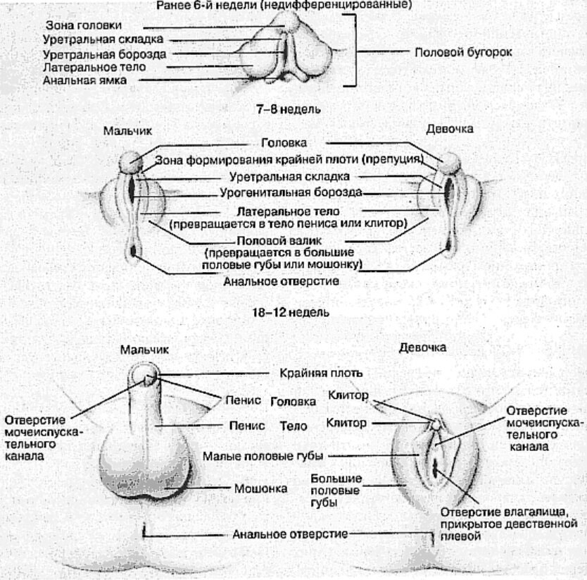 Глава 3. ПСИХОСЕКСУАЛЬНОЕ РАЗВИТИЕ ЖЕНЩИНЫ