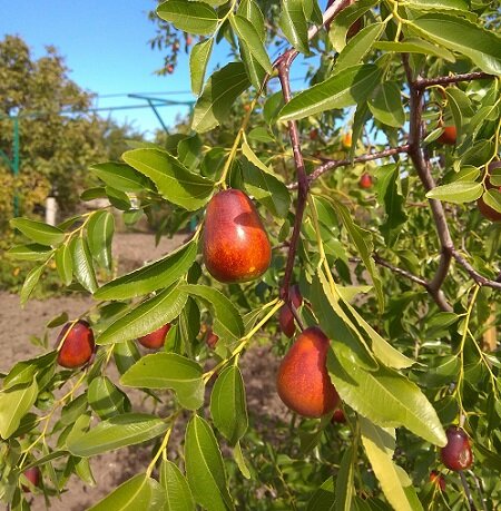 Зизифус) Китайский финик) Фото моё - дерево не мое)