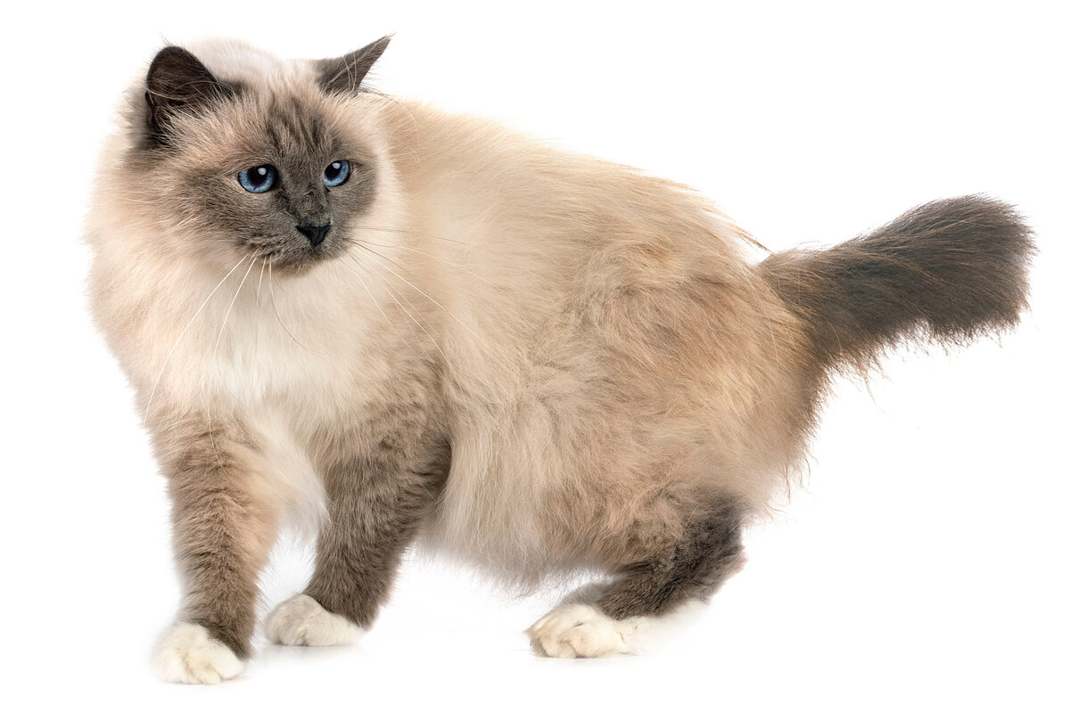 Бирманская кошка