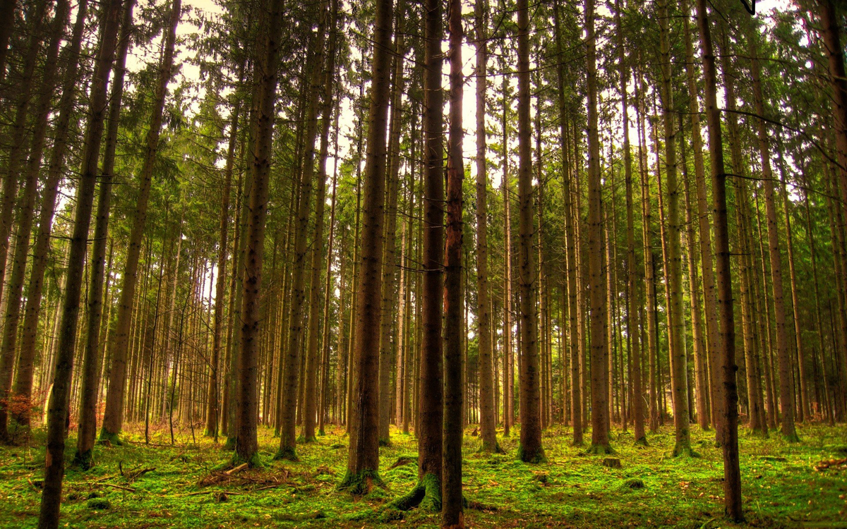 Фото взято из открытого источника на Яндексе.