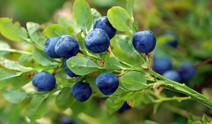 Снова вам - приятное