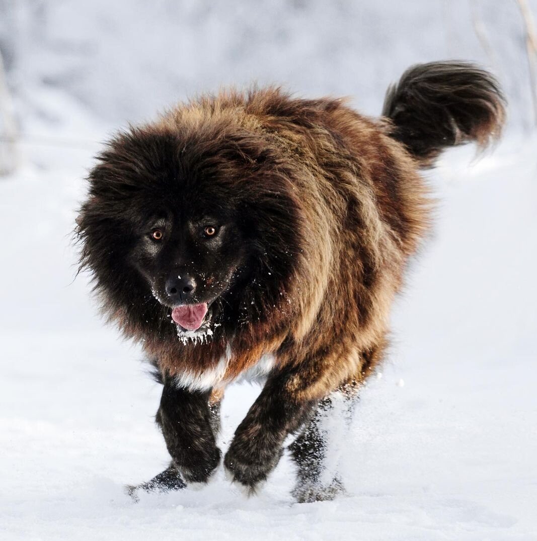 На фото несравненная Мурмур от Матери драконов dudusik_dog ( фонд помощи Кавказским овчаркам "Храбрые сердцем") 