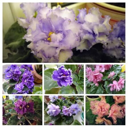 Фиалки. Фото домашней коллекции.