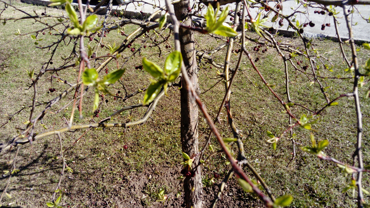 Вон уже какие большие листочки на деревьях!