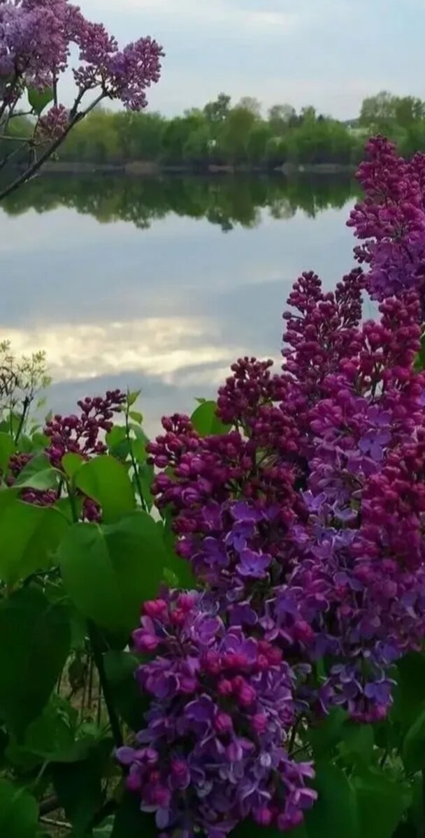 Пришел май и на каждом шагу встречаются цветущие  кусты, которые благоухают неповторимым запахом, мне вспомнилось то необычное варенье. Самое время готовить варенье из сирени!  Лучше всего для этого подойдут цветки темного или бледно-сиреневого цвета,  но не белая сирень. Самое трудное -  это собрать и отделить от плодоносов и листьев достаточное количество цветков. Необходимо хорошенько их  вымыть и дать стечь воде.

На вкус сладковато-горьковатое (скорее даже просто слишком концентрированное), и очень необычное) ну это, наверное, потому, что я до этого момента никогда сирень не ела.
Советую его не есть ложками и намазывать в три слоя на хлеб, а добавлять пару чайных ложек в чай для запаха и вкуса, а также из-за его полезных свойств.

Кстати, о полезных свойствах: сирень обладает жаропонижающим, потогонным, антимикробным, противовоспалительным, анти диабетическим, противосудорожным, обезболивающим и мочегонным свойствами.

Варенье полезно кушать при лечении сахарного диабета, малярии, воспалительных заболеваний почек, при камнях и песке в почечных лоханках, при бронхиальной астме, бронхитах, пневмонии, катарах верхних дыхательных путей, туберкулёзе лёгких, ревматизме, радикулите, гриппе, нарушении менструального цикла и как выравнивающее ритм сердца. 

Поставить на огонь емкость с лепестками сиреневых цветков, залить водой и довести до кипения. При помешивании поварить их минут 10-15, отключить огонь и дать остыть. Процедить массу через дуршлаг, сок отставить в сторону, а сами цветки засыпать сахаром и хорошенько перетереть пестиком до однородной кашицы. Добавить сок и варить еще  20-25 минут. Варенье готово, можно пробовать.

Совет для тех, кто любит разнообразие: за несколько минут до готовности в варенье можно добавить сок 1 лимона. Вкус и цвет варенья изменятся. Появится кислинка, будет меньше горечи, аромат станет тоньше, с нотками лимона.

Кстати, сирень используется на кухне на протяжении  многих веков, и нет недостатка в советах, о том, как приготовить цветы сирени.

Сироп из цветков сирени
300 гр цветков сирени - примерно 7 веточек крупной махровой сирени (я готовила из темно фиолетовой)
500 мл воды  500 гр сахарного песка Сварите сироп из воды и песка.Сок одного лимона.(Обязательно) если без лимона будет жутко черный цвет.
Промойте цветки.
Добавьте цветки в горячий сироп и проварите минут 20 на очень медленном огне.Добавьте сок лимона. 
Снимите с огня и по желанию можете убрать цветки сирени с помощью шумовки или оставить их в сиропе.
Храните в закупоренных бутылках в темном прохладном месте. Из него получается классная пропитка для  тортов,кексов.

Ликер из сирени
Сирень цветки Сок  1 лимона  Сахар 200гр Водка
Насыпать в банку сахар, добавить цветки, выдавить сок лимона и все залить водкой. На 4 недели о ней забыть. А потом зовем подружку.

Засахаренные цветки
Цветки сирени слоями нужно пересыпать в банке. такие цветы использовать для украшения кондитерских изделий, добавлять в тесто и чай.

Желе из цветков на пектине
4 чашки цветков  3 стакана кипятка о.5 ч..л. ванильного экстракта или 1пачка сахара ванильного 12гр пектина
4ст.л лимонного сока 1кг сахара
Цветы залить водой на 6 часов. Затем отжать и процедить, добавить соки ваниль. Размешать пектин в сахаре и добавить в воду .Довести до кипения. Варить 2 минуты. Закатать в баночки.

Вода на сирени
Если на ночь в воду положить несколько чистых веточек сирени, у вас наутро будет прекрасная и вкусная вода для питья. Желающим можно добавить лед. сахар или сок.

Надеюсь что найденные мною рецепты принесут вам истинное удовольствие и вы полюбите сирень так как я. Главное   преимущество  моих рецептов– оригинальность. Всегда можно заинтриговать  и удивить гостей, блеснуть выдумкой, поделиться рецептом. Можно много говорить о пользе сирени,  но, к сожалению, при температурной обработке она теряет многие свои лечебные свойства. Поэтому вареньем из сирени ничего не вылечишь, но удовольствие от чаепития с ним в хорошей компании получишь, несомненно.