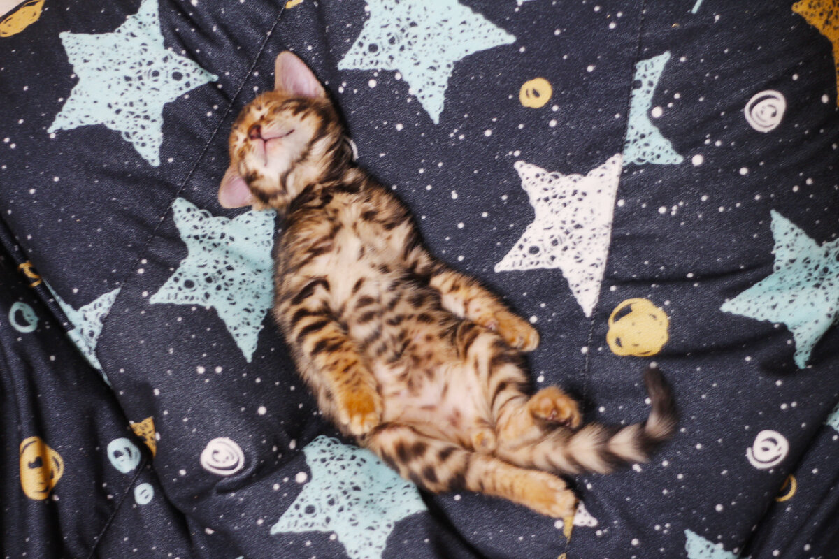 Самые сладкие сны на теплой лежаночке❤