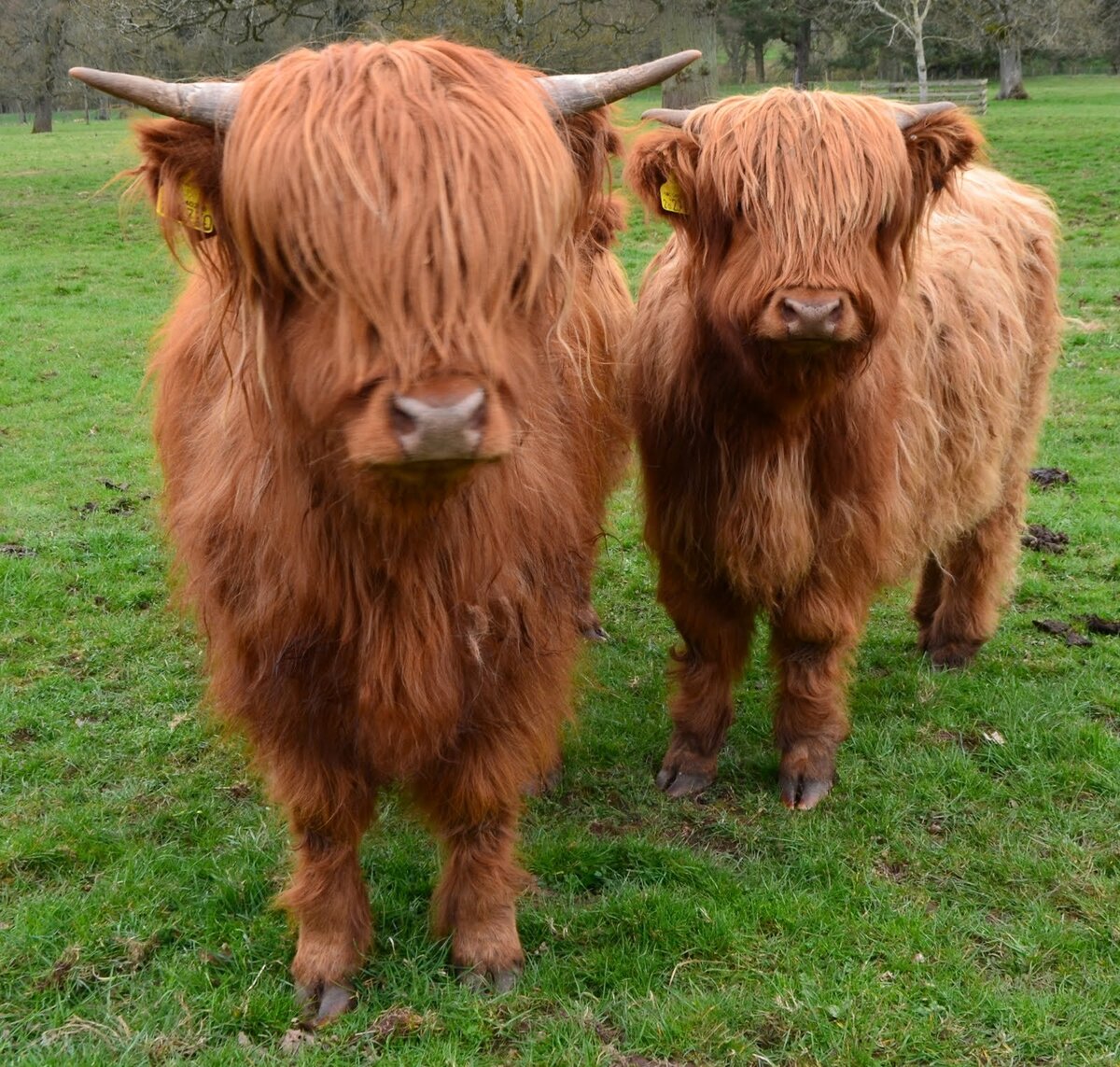 Хайленд (Highland Cattle) – Шотландская порода коров