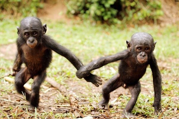 Обезьяны, как и люди, сложно переживают изоляцию и одиночество