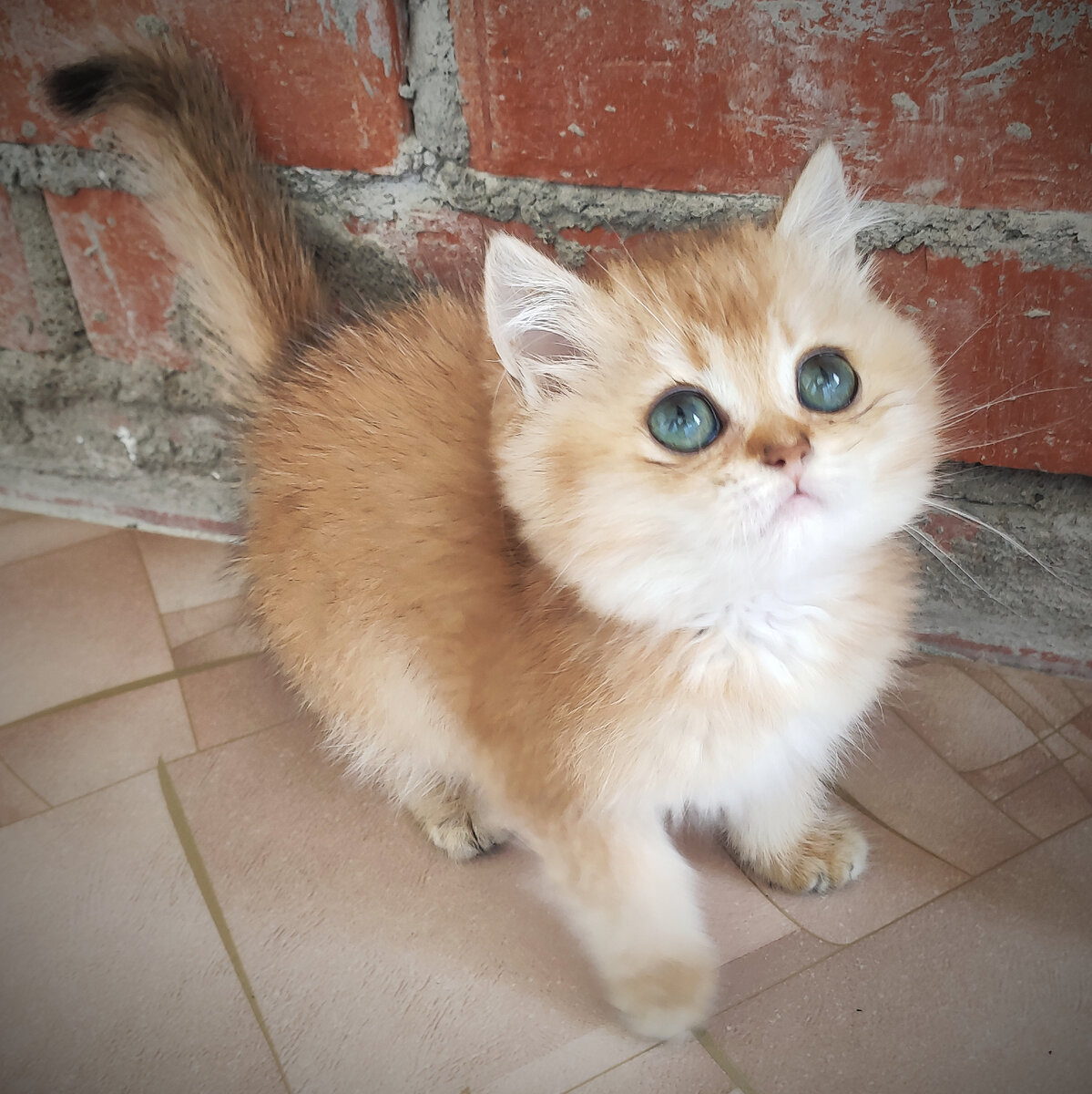 Первый день в семье. Криспи ровно 2 месяца.