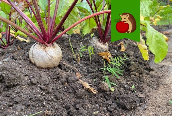 5 признаков плохой грядки для свеклы: куда не стоит ее сажать, если не хотите получить урожай мелких и жестких корнеплодов0