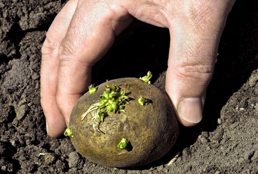 Главное при посадке картофеля - не ошибиться со способом! Фото https://budvtemi.com. 