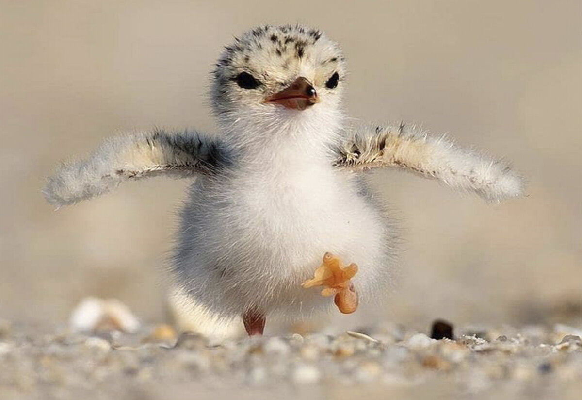 первые шаги